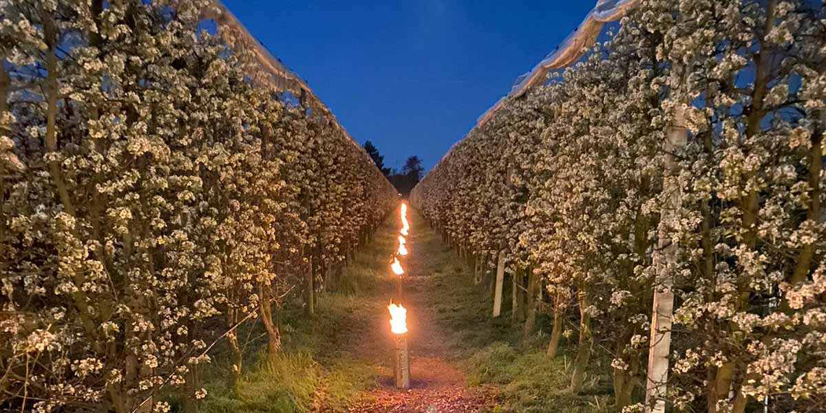 Il gelo mette ko la frutticoltura emiliano romagnola